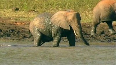 Best of BabyFirst Season 1 Episode 3