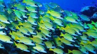 NOVA scienceNOW Season 2 Episode 4