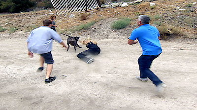 Where To Watch Cesar 911