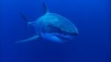 The Great White Sharks of Guadalupe