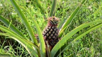 Caribbean Life Season 6 Episode 13