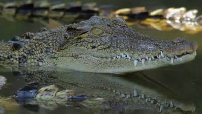 Born To Explore Season 3 Episode 26