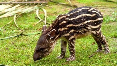 Jack Hanna's Wild Countdown Season 5 Episode 18