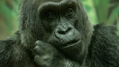 Jack Hanna's Wild Countdown Season 5 Episode 19