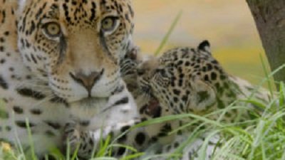 Jack Hanna's Wild Countdown Season 5 Episode 22