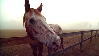 Jack Hanna's Wild Countdown Season 1 Episode 12
