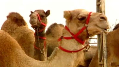 Jack Hanna's Wild Countdown Season 1 Episode 11