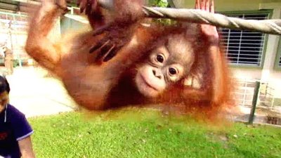 Jack Hanna's Wild Countdown Season 1 Episode 10