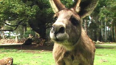 Jack Hanna's Wild Countdown Season 1 Episode 7