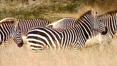 Jack Hanna's Wild Countdown Season 1 Episode 4