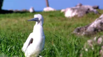 Jack Hanna's Wild Countdown Season 2 Episode 11