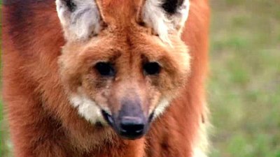 Jack Hanna's Wild Countdown Season 2 Episode 10