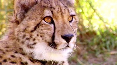 Jack Hanna's Wild Countdown Season 2 Episode 12