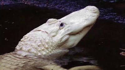 Jack Hanna's Wild Countdown Season 2 Episode 6