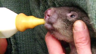 Jack Hanna's Wild Countdown Season 2 Episode 5