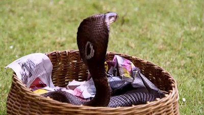 Jack Hanna's Wild Countdown Season 2 Episode 3