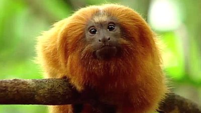 Jack Hanna's Wild Countdown Season 1 Episode 21