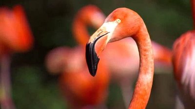 Jack Hanna's Wild Countdown Season 1 Episode 18