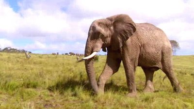 Jack Hanna's Wild Countdown Season 1 Episode 16