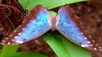 Jack Hanna's Wild Countdown Season 2 Episode 17