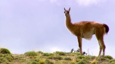 Jack Hanna's Wild Countdown Season 2 Episode 18