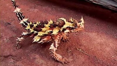 Jack Hanna's Wild Countdown Season 2 Episode 16