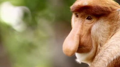 Jack Hanna's Wild Countdown Season 2 Episode 15