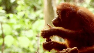 Jack Hanna's Wild Countdown Season 2 Episode 13