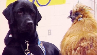 Jack Hanna's Wild Countdown Season 1 Episode 20