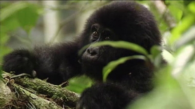 Jack Hanna's Wild Countdown Season 1 Episode 13