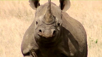 Jack Hanna's Wild Countdown Season 3 Episode 16