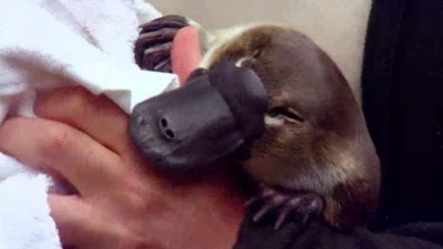 Jack Hanna's Wild Countdown Season 3 Episode 15