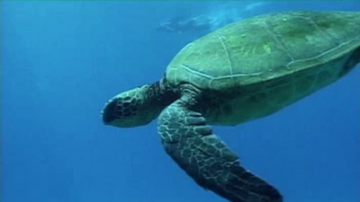 Jack Hanna's Wild Countdown Season 3 Episode 13