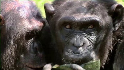 Jack Hanna's Wild Countdown Season 3 Episode 12