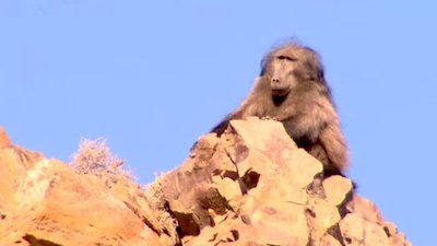 Jack Hanna's Wild Countdown Season 3 Episode 11