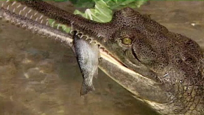 Jack Hanna's Wild Countdown Season 3 Episode 8