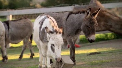 Jack Hanna's Wild Countdown Season 3 Episode 6