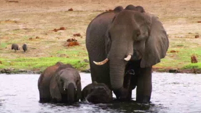 Jack Hanna's Wild Countdown Season 3 Episode 3