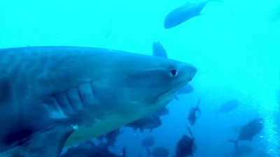 Jack Hanna's Wild Countdown Season 3 Episode 4