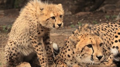 Jack Hanna's Wild Countdown Season 5 Episode 1