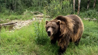 Jack Hanna's Wild Countdown Season 5 Episode 3