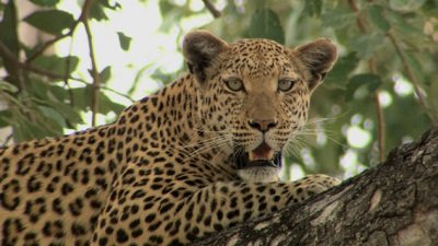 Jack Hanna's Wild Countdown Season 5 Episode 5