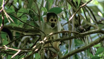 Jack Hanna's Wild Countdown Season 5 Episode 7