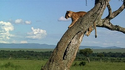 Jack Hanna's Wild Countdown Season 5 Episode 8