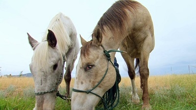 Jack Hanna's Wild Countdown Season 5 Episode 9