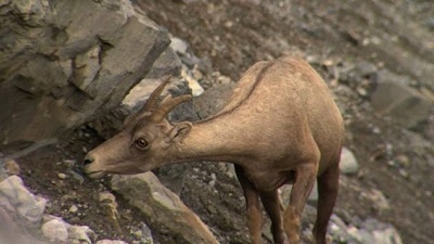 Jack Hanna's Wild Countdown Season 5 Episode 10