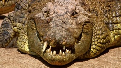 Jack Hanna's Wild Countdown Season 5 Episode 15