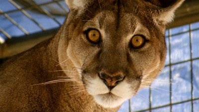 Jack Hanna's Wild Countdown Season 5 Episode 16