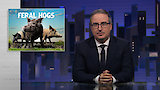 Feral Hogs