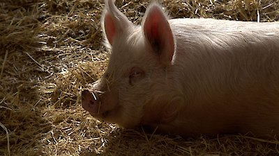 Dr. Oakley, Yukon Vet Season 10 Episode 6